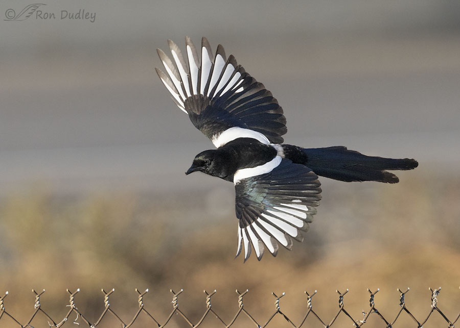 black-billed-magpie-6152-ron-dudley