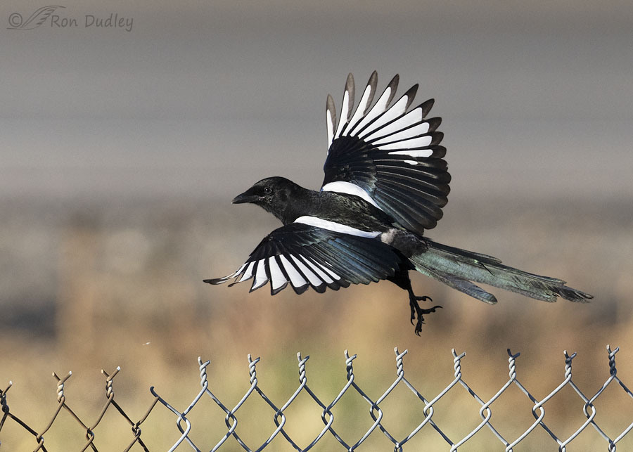black-billed-magpie-6170-ron-dudley