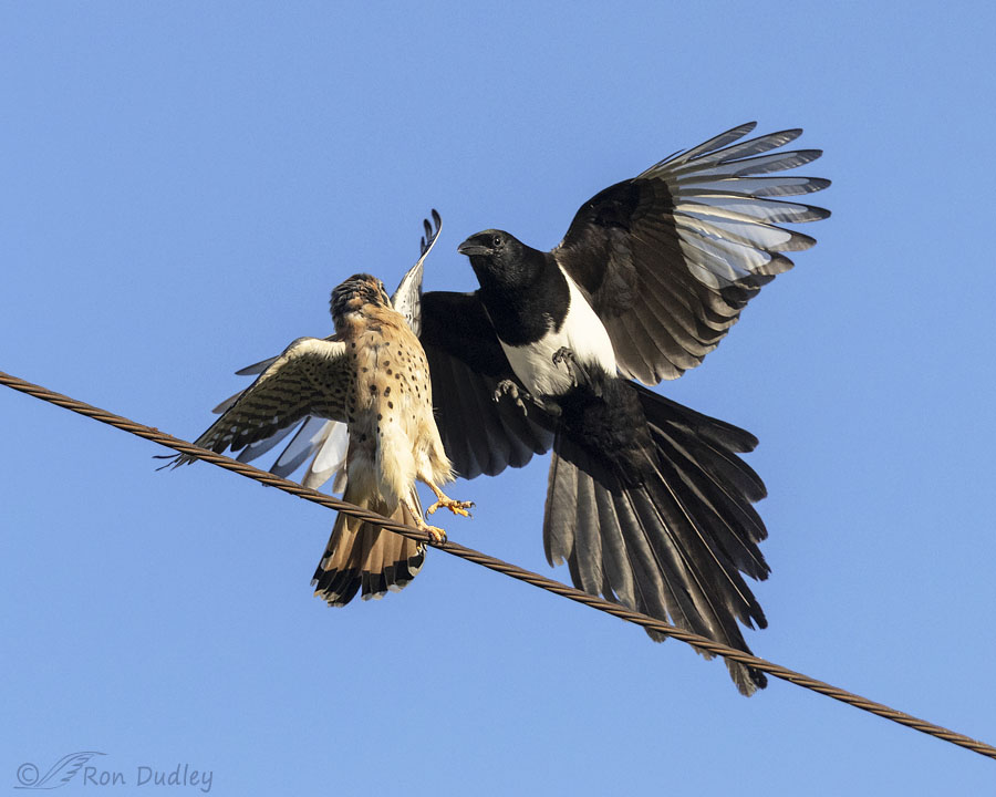 black-billed-magpie-and-american-kestrel-6573b-ron-dudley