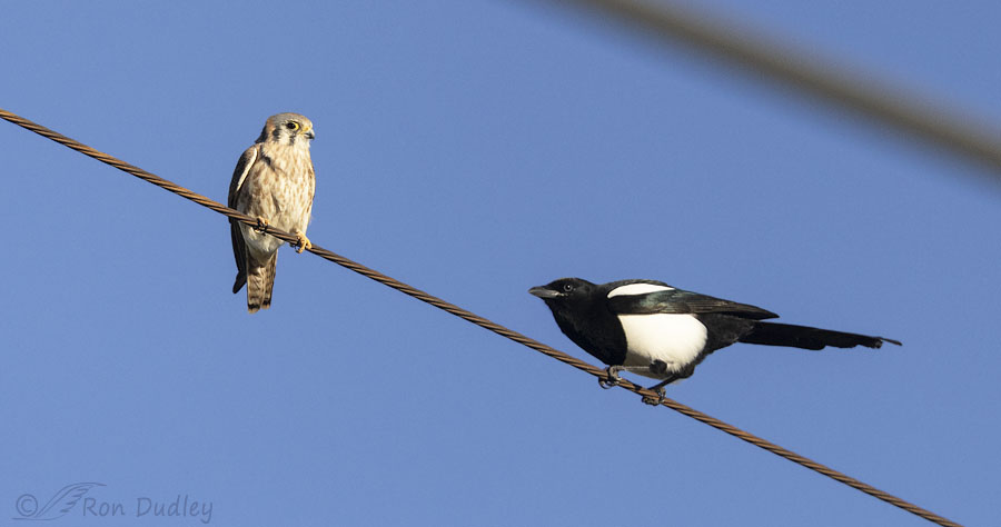 kestrel-and-magpie-6204-ron-dudley
