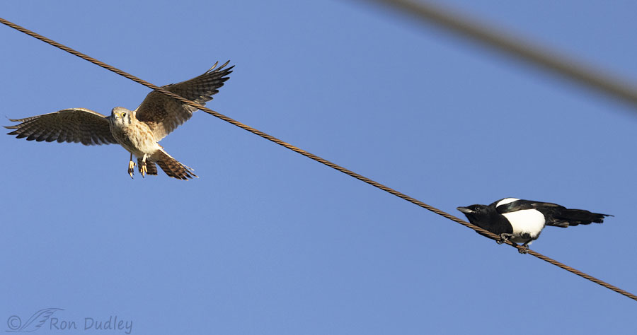 kestrel-and-magpie-6208-ron-dudley