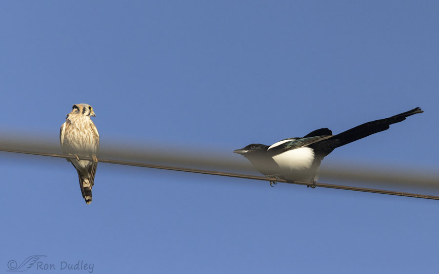 kestrel-and-magpie-6218-ron-dudley