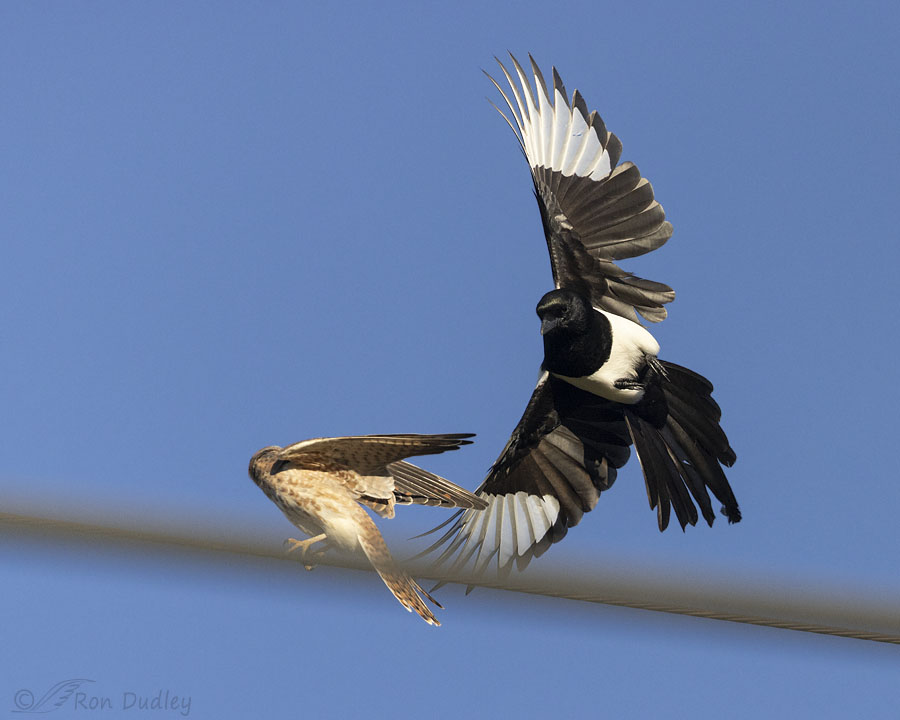 kestrel-and-magpie-6236-ron-dudley