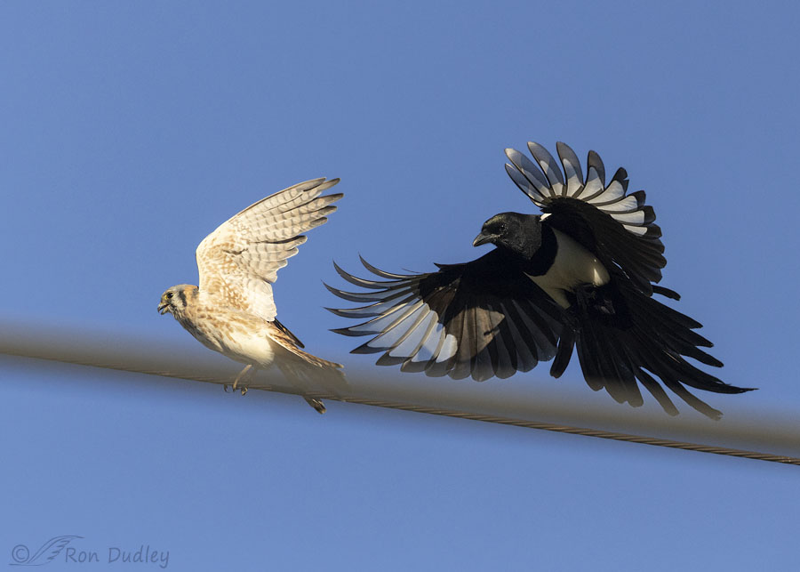 kestrel-and-magpie-6238-ron-dudley