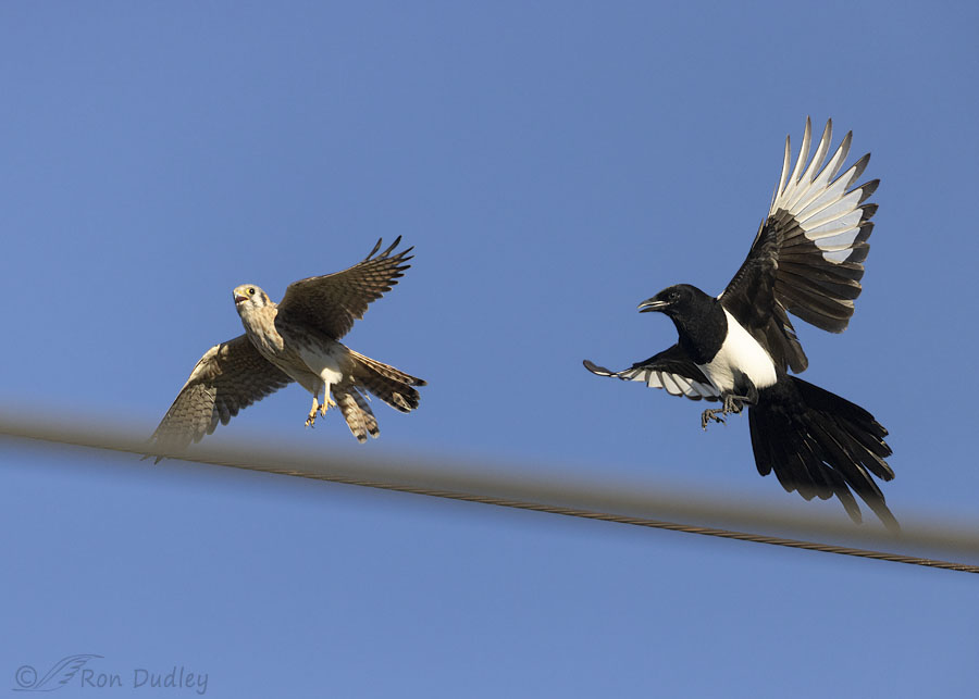 kestrel-and-magpie-6239-ron-dudley