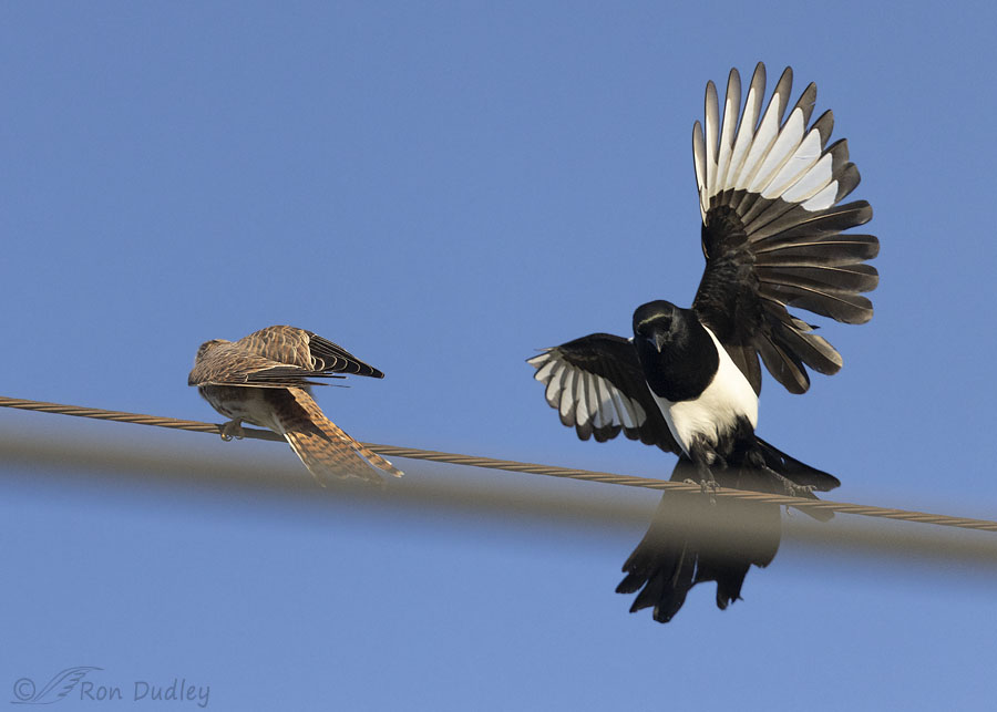kestrel-and-magpie-6284-ron-dudley