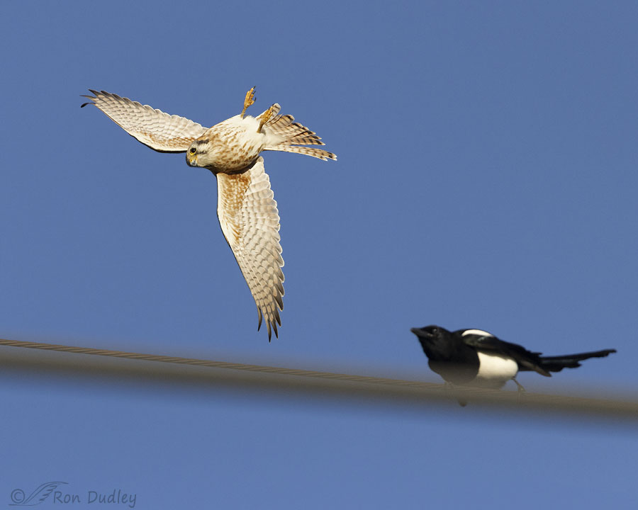 kestrel-and-magpie-6298-ron-dudley