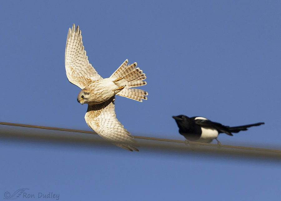 kestrel-and-magpie-6299-ron-dudley