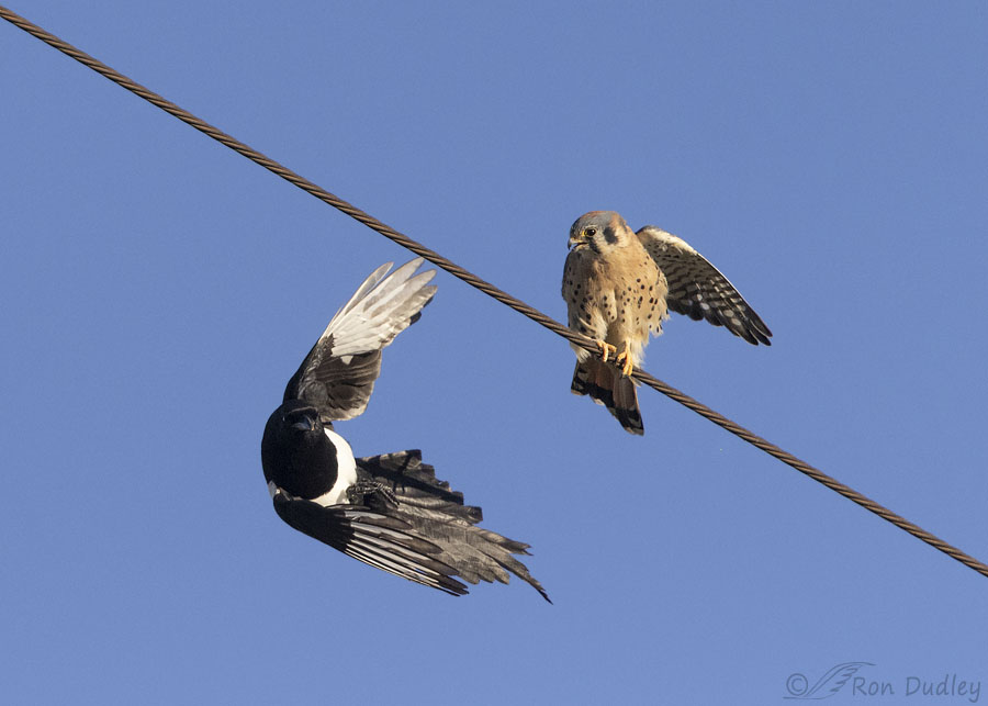 kestrel-and-magpie-6375-ron-dudley