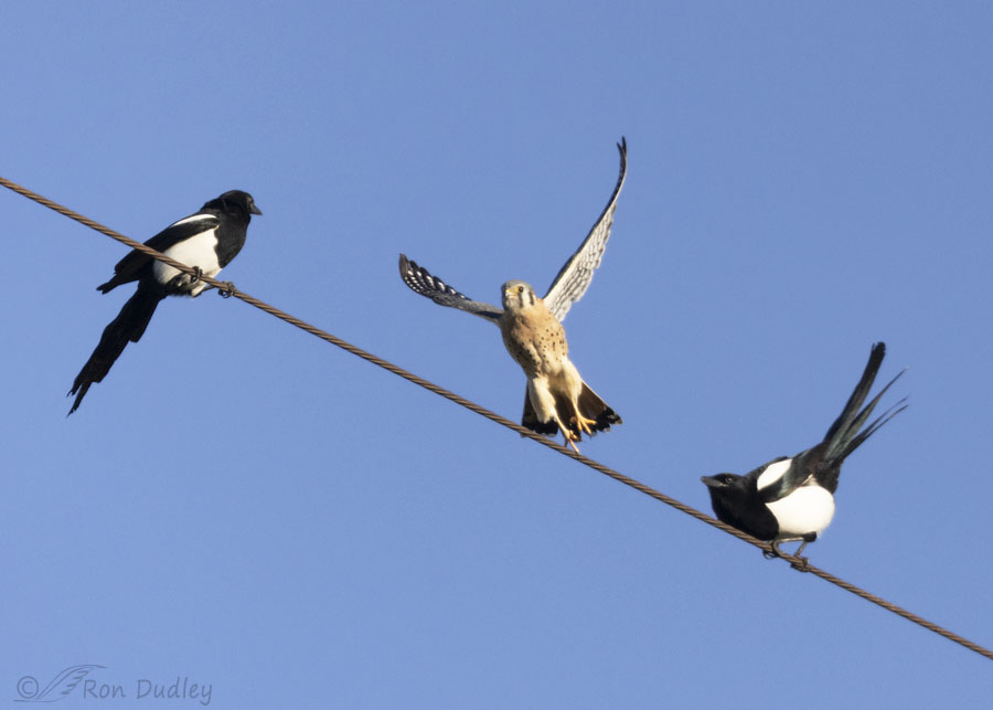 kestrel-and-magpie-6408-ron-dudley