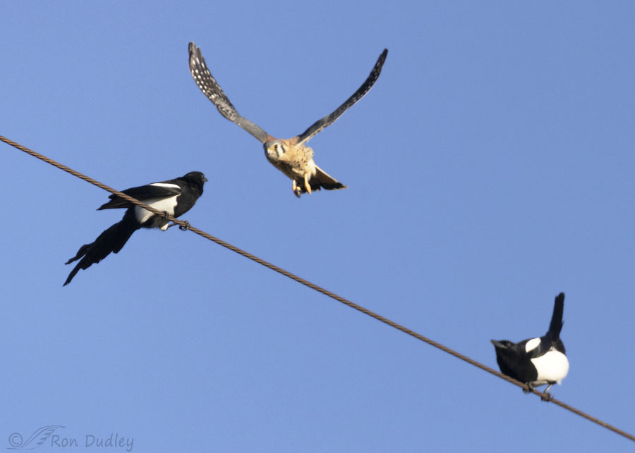 kestrel-and-magpie-6410-ron-dudley