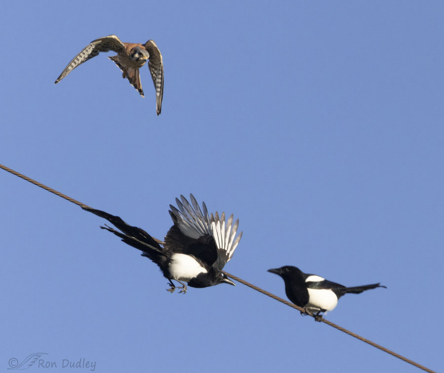 kestrel-and-magpie-6412-ron-dudley