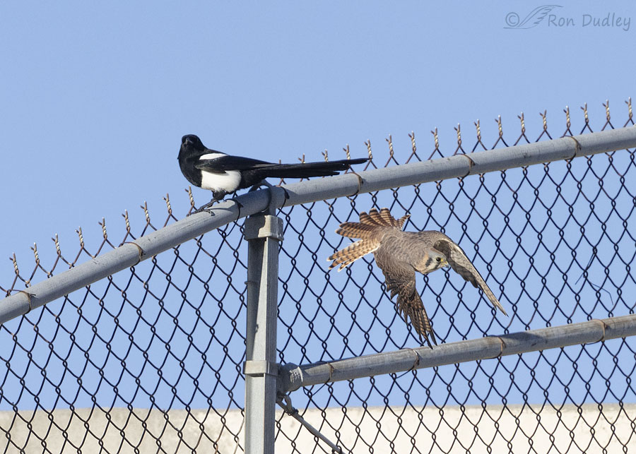 kestrel-and-magpie-6536-ron-dudley