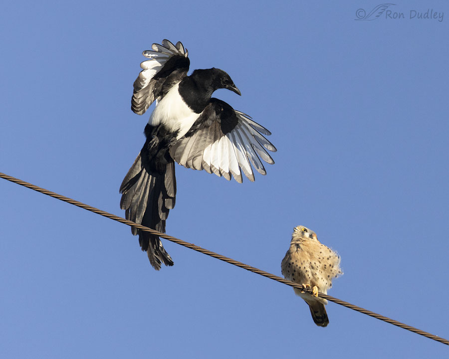 kestrel-and-magpie-6556-ron-dudley