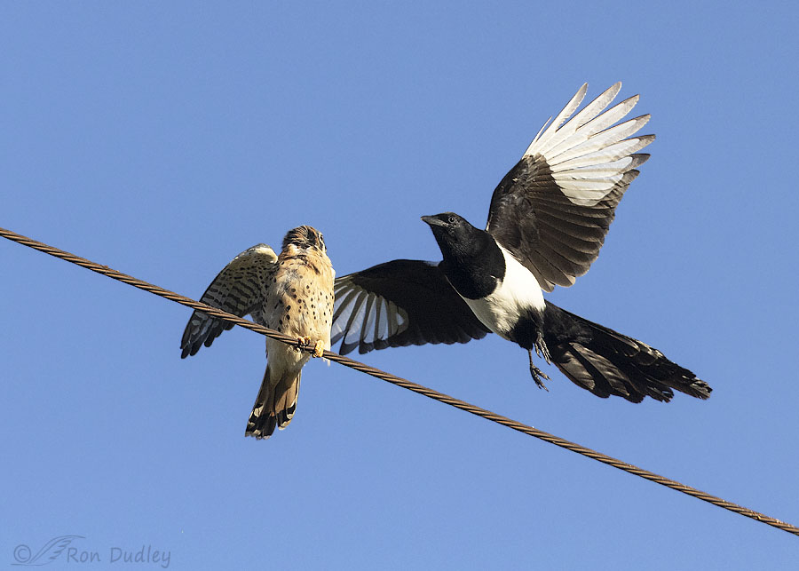 kestrel-and-magpie-6572-ron-dudley