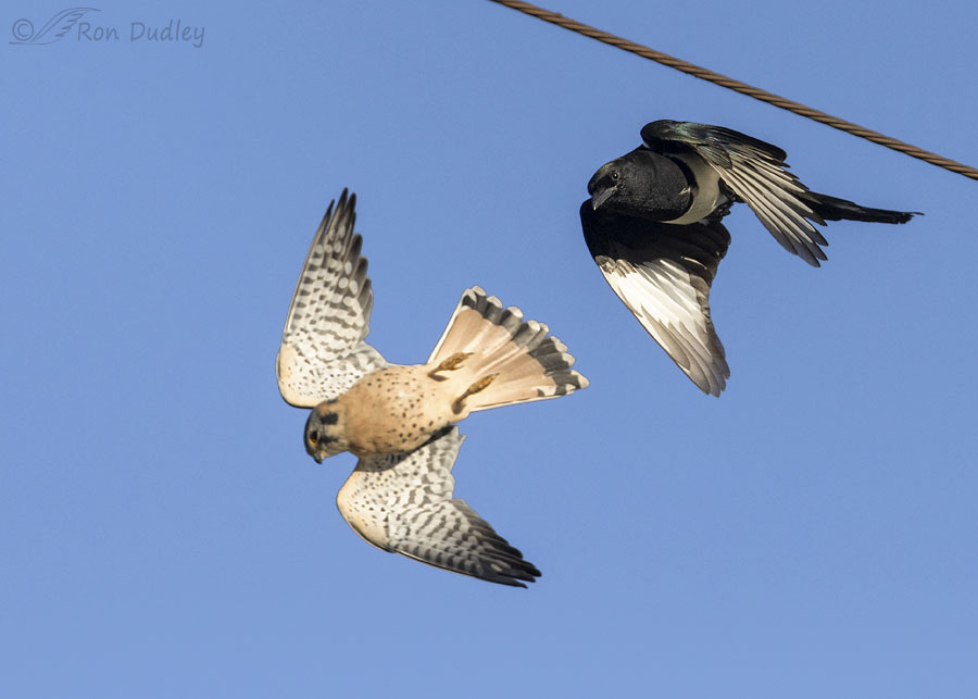 kestrel-and-magpie-6574-ron-dudley