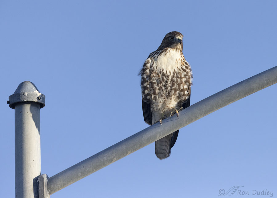 red-tailed-hawk-5396-ron-dudley
