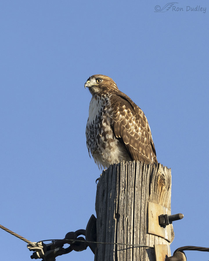 red-tailed-hawk-5402-ron-dudley
