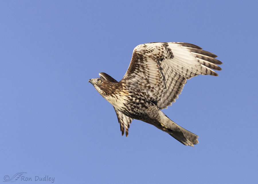 red-tailed-hawk-5416-ron-dudley