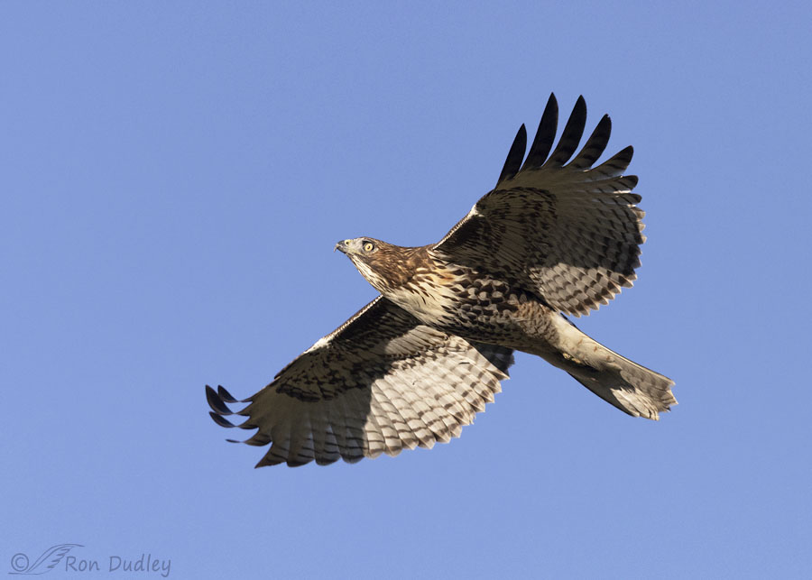 red-tailed-hawk-5418-ron-dudley