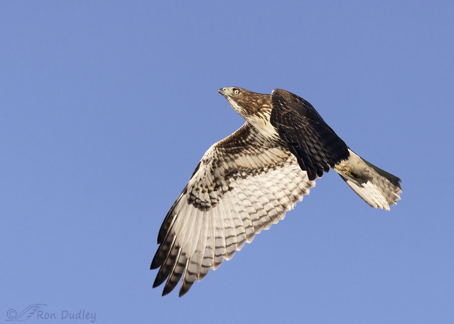 red-tailed-hawk-5419-ron-dudley
