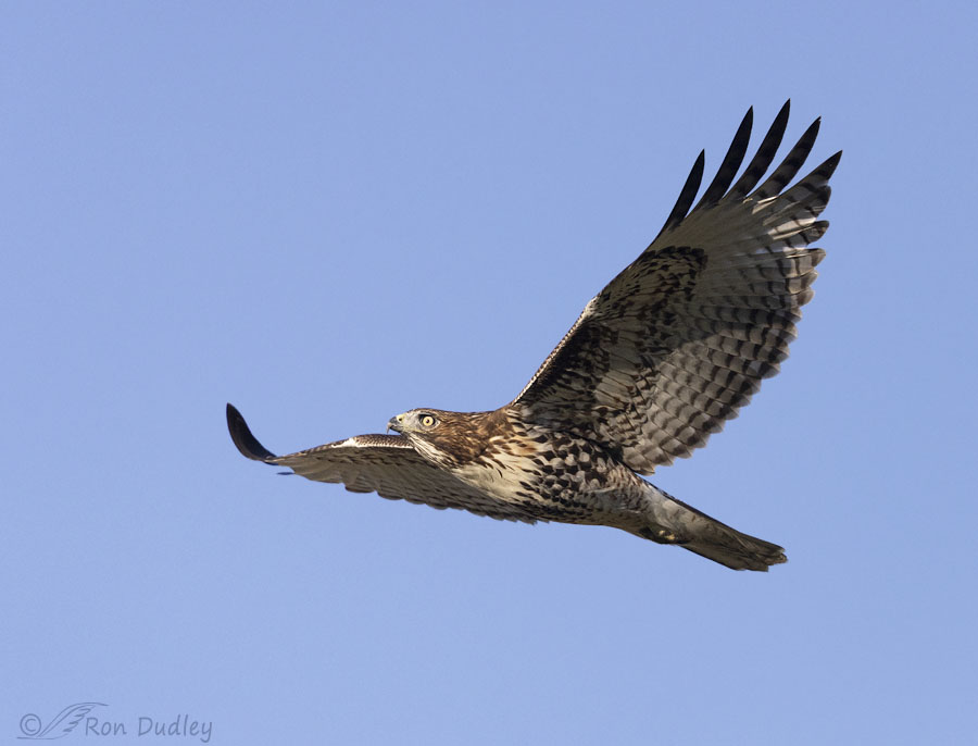 red-tailed-hawk-5438-ron-dudley