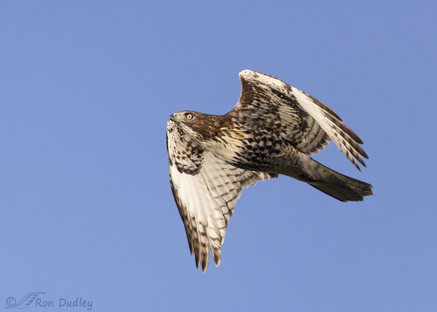 red-tailed-hawk-5440-ron-dudley