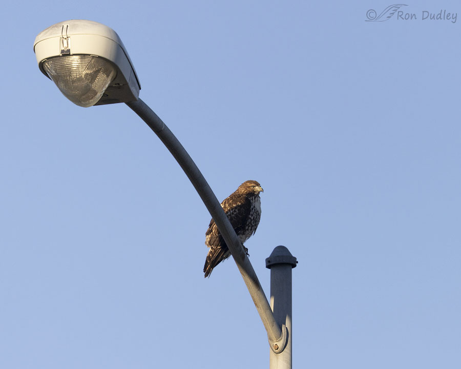 red-tailed-hawk-5809-ron-dudley