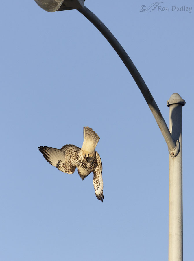 red-tailed-hawk-5810-ron-dudley