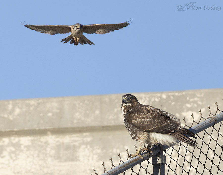 red-tailed-hawk-5881-1-1-ron-dudley