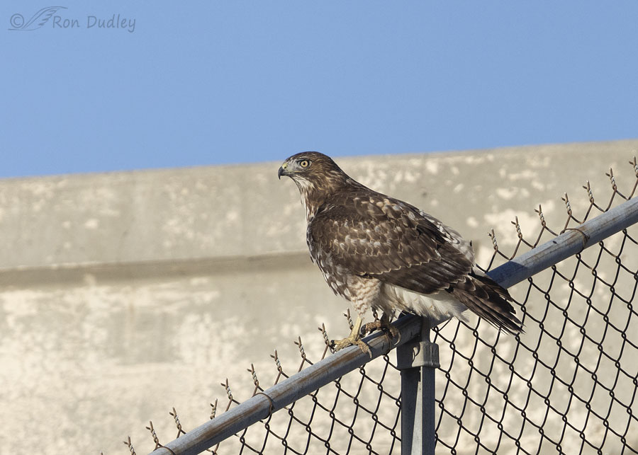 red-tailed-hawk-5883-ron-dudley