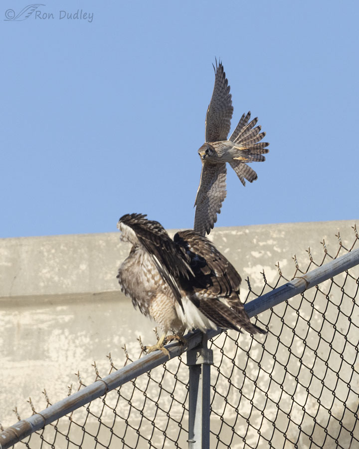 red-tailed-hawk-5895-1-2-ron-dudley