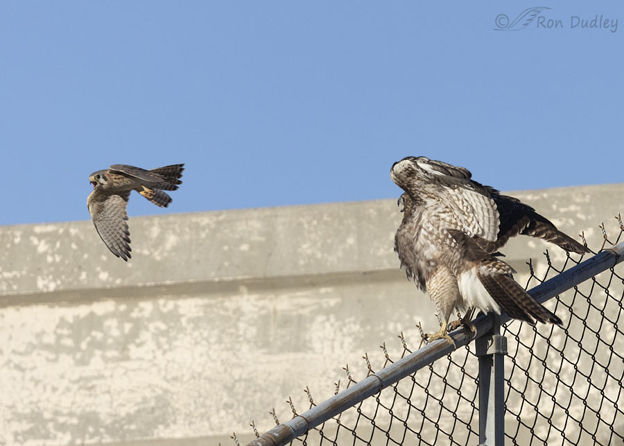 red-tailed-hawk-5896-2-2-ron-dudley