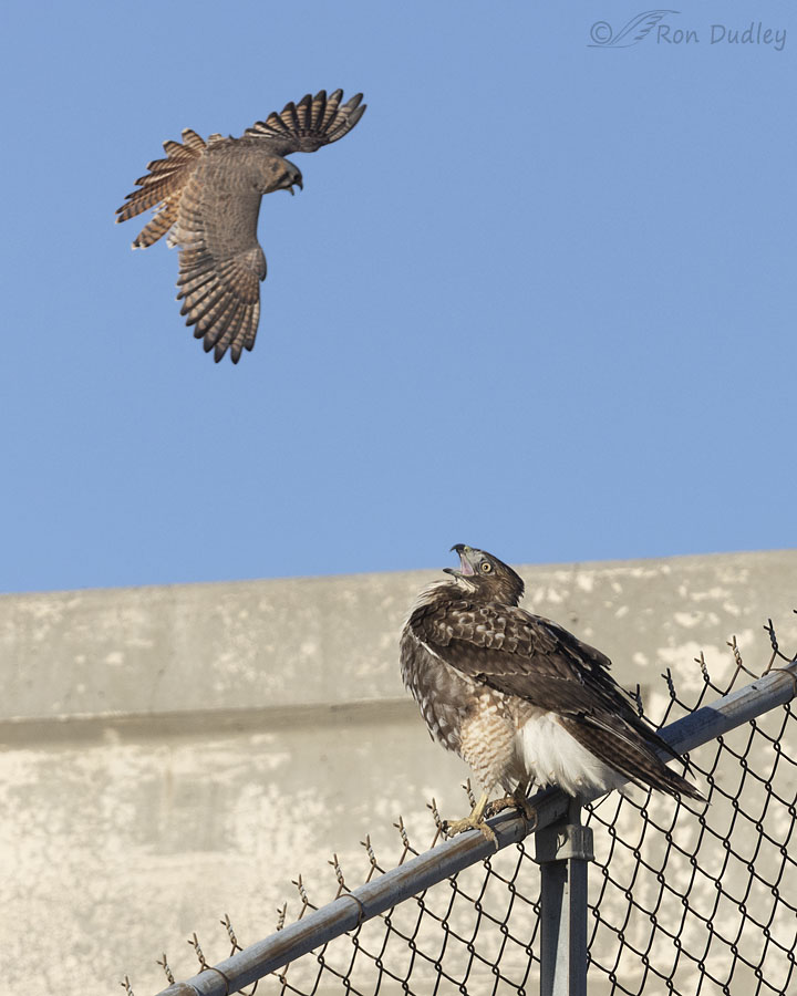 red-tailed-hawk-5904-1-1-ron-dudley