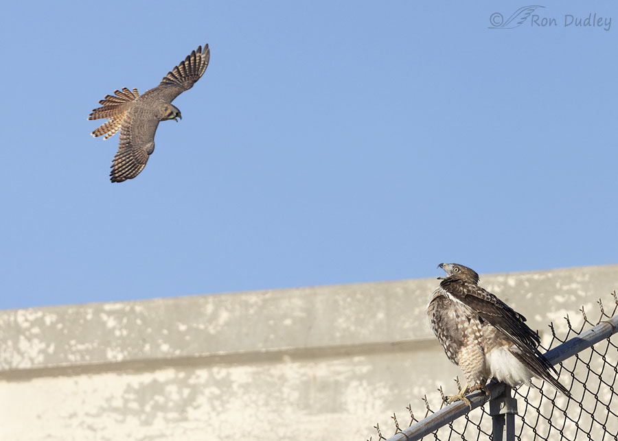 red-tailed-hawk-5918-1-1-ron-dudley