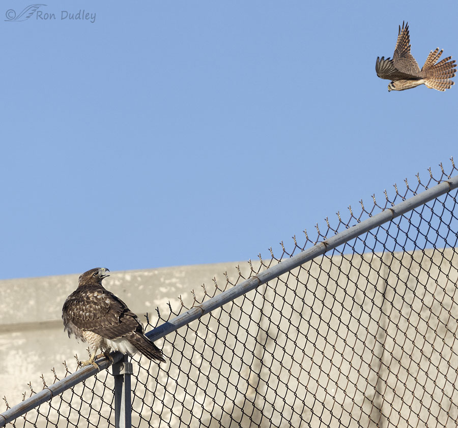 red-tailed-hawk-5922-1-1-ron-dudley