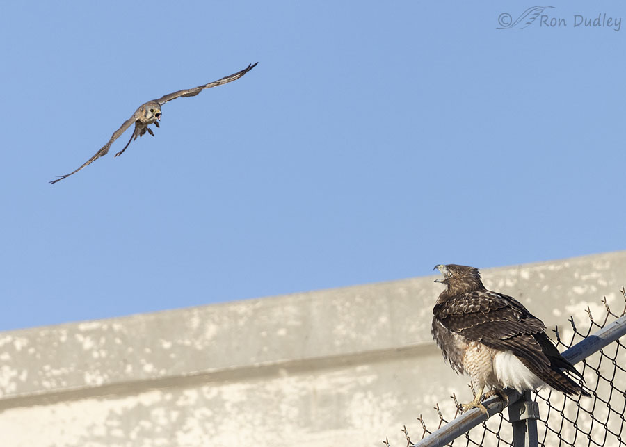 red-tailed-hawk-5931-1-2-ron-dudley