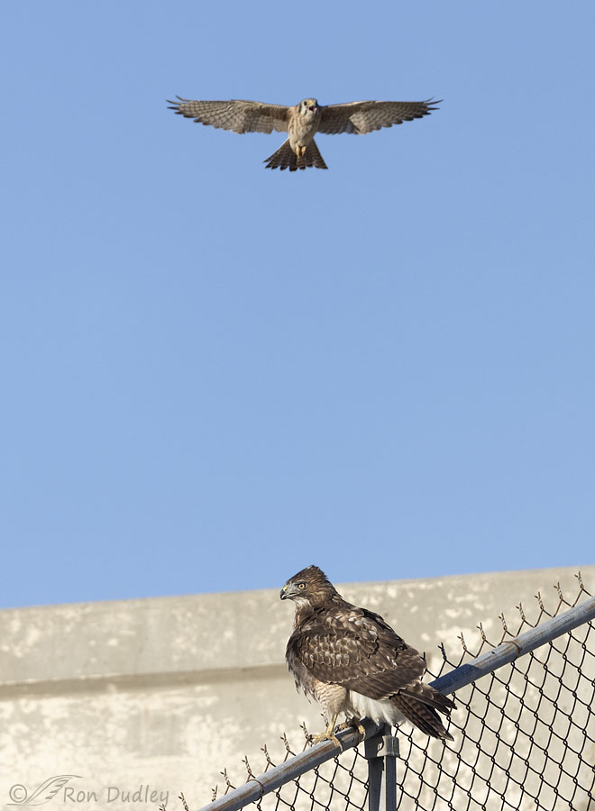 red-tailed-hawk-5933-2-2-ron-dudley