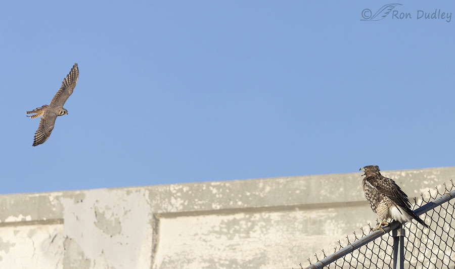 red-tailed-hawk-5979-1-4-ron-dudley