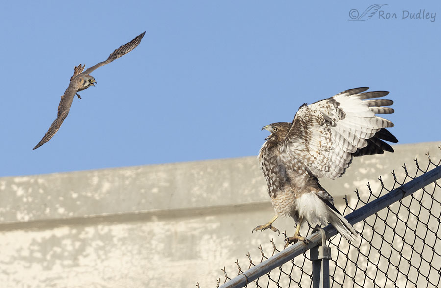 red-tailed-hawk-5980-2-4-ron-dudley