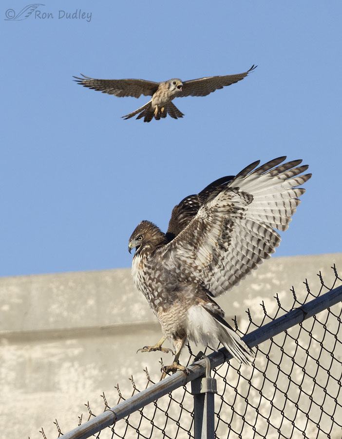 red-tailed-hawk-5981-3-4-ron-dudley