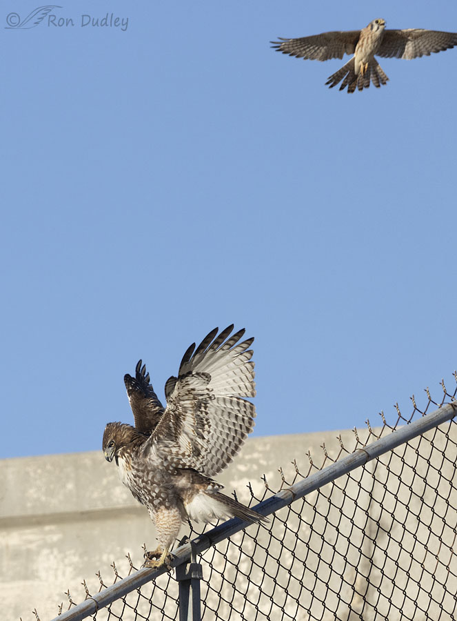 red-tailed-hawk-5982-4-4-ron-dudley
