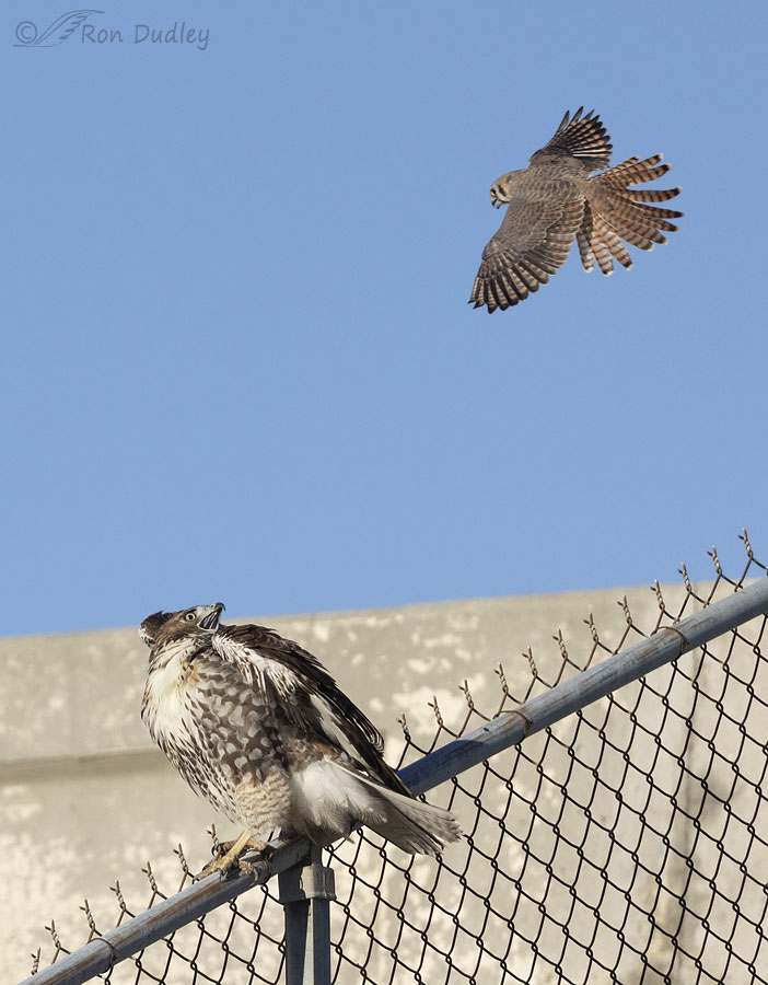 red-tailed-hawk-5990-1-2-ron-dudley