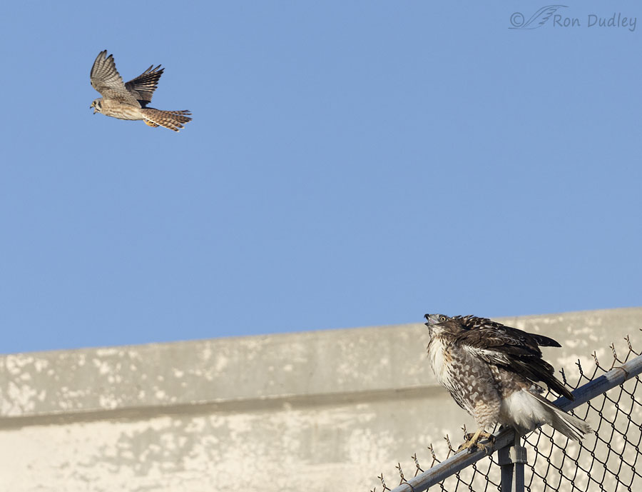 red-tailed-hawk-5991-2-2-ron-dudley