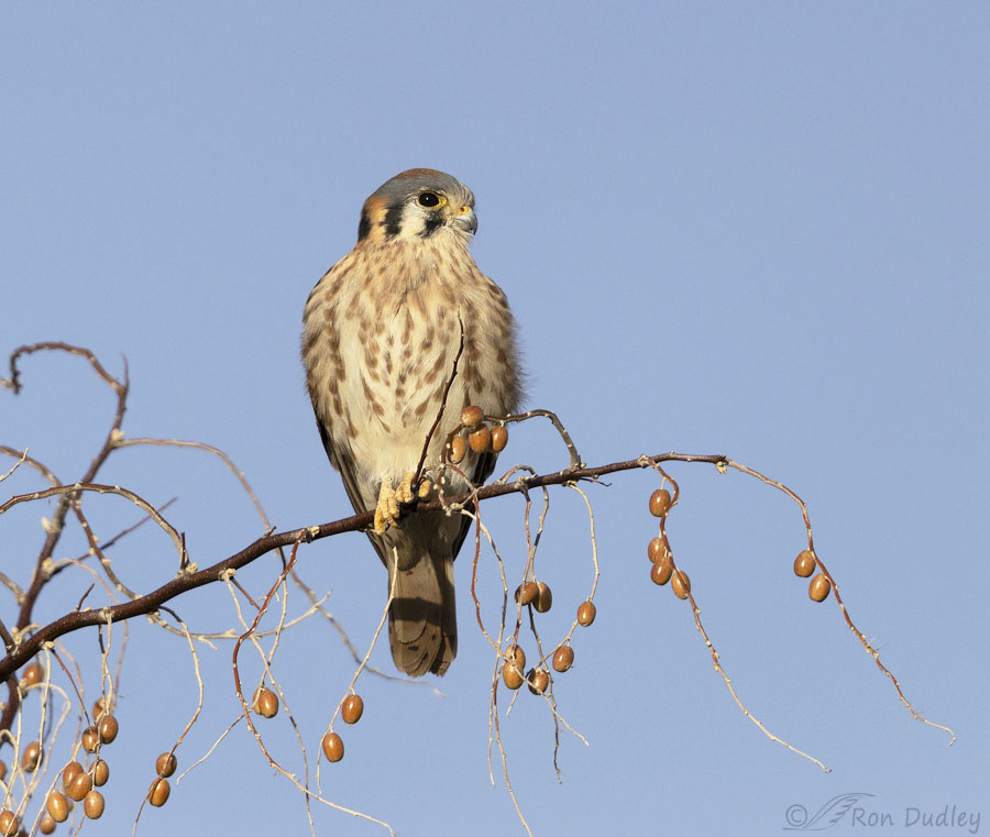 american-kestrel-9317-ron-dudley
