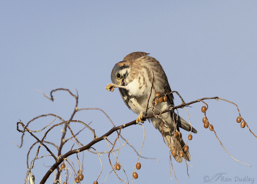 american-kestrel-9377-ron-dudley