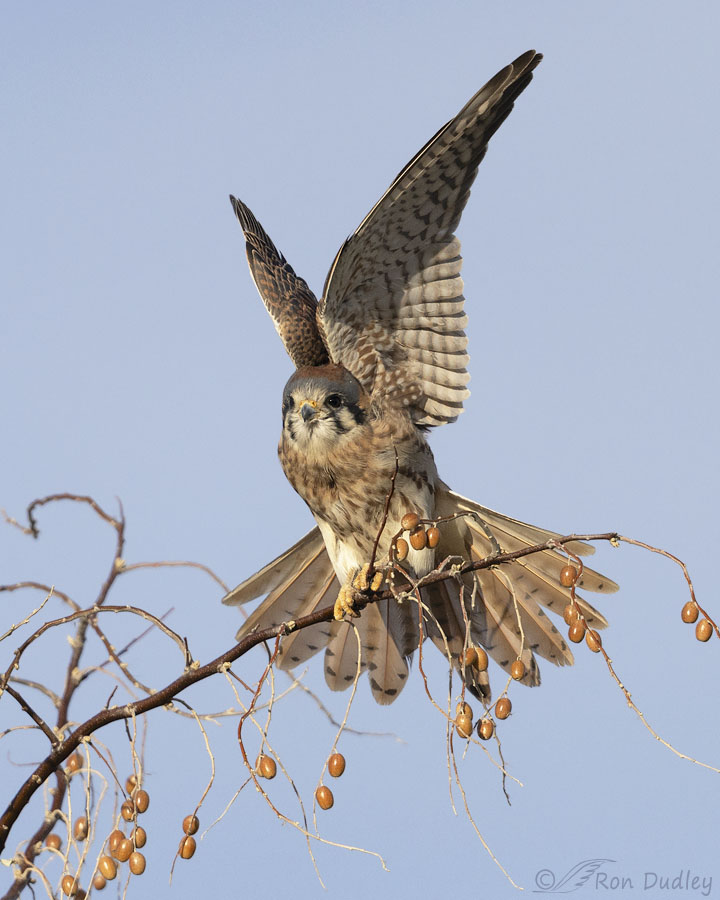 american-kestrel-9401-ron-dudley
