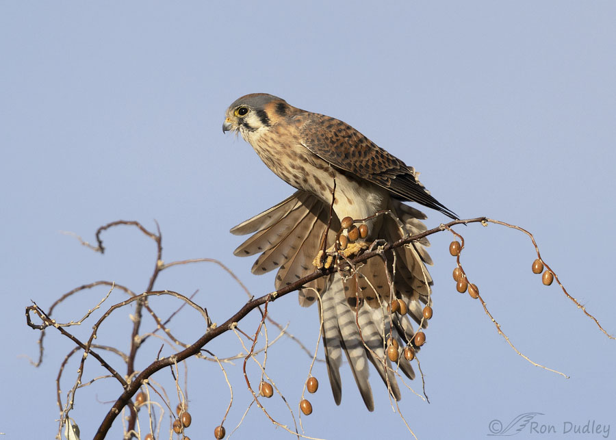 american-kestrel-9416-ron-dudley
