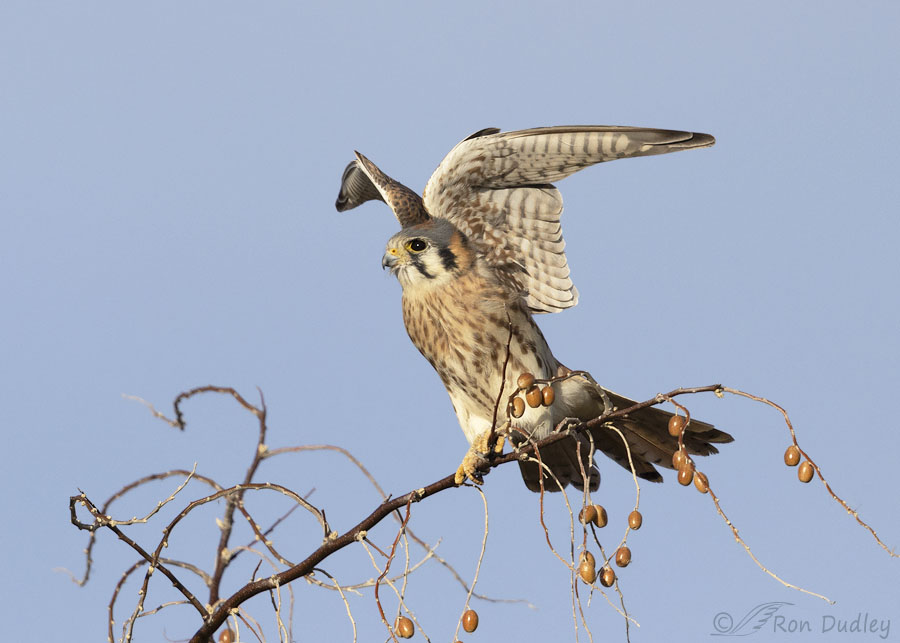 american-kestrel-9478-ron-dudley