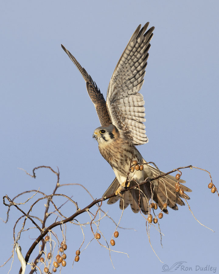 american-kestrel-9479-ron-dudley